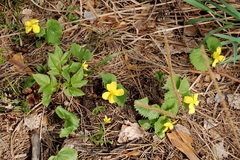 Viola uniflora