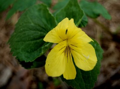Viola uniflora
