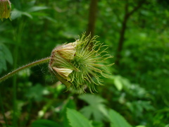 Geum × intermedium