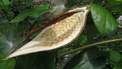 Oxypetalum harleyi