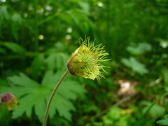 Geum × intermedium