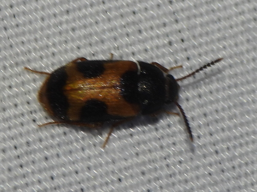 Punctured Hairy Fungus Beetle photo 3