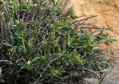 Argyrolobium crotalarioides