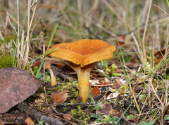 Austropaxillus