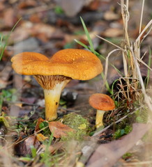 Austropaxillus