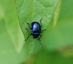 Colasposoma dauricum