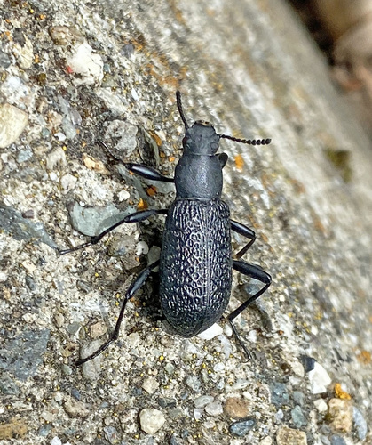 Roughened Darkling Beetle