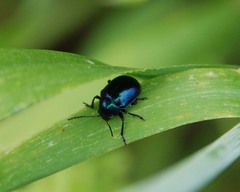 Colasposoma dauricum