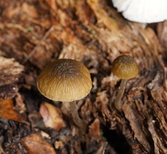 Simocybe phlebophora