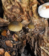 Simocybe phlebophora