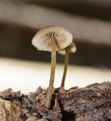 Simocybe phlebophora