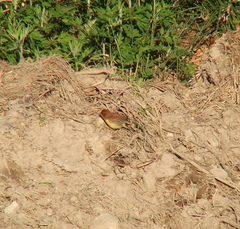 Emberiza rutila