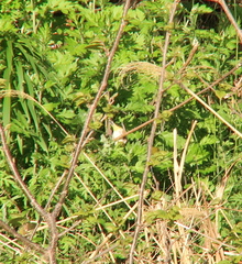 Zosterops erythropleurus