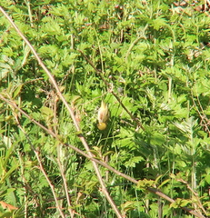 Zosterops erythropleurus