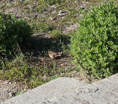 Emberiza chrysophrys