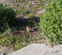 Emberiza chrysophrys