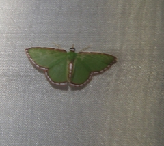 Synchlora pulchrifimbria