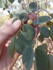 Pseudolachnostylis maprouneifolia