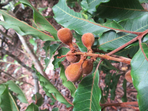 Cupaniopsis mackeeana