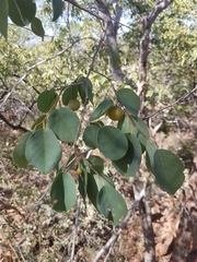 Pseudolachnostylis maprouneifolia
