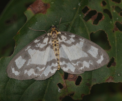 Abraxas intervacuata