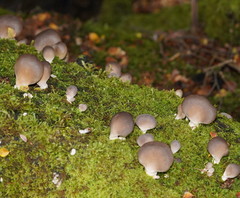 Pleurotus purpureo-olivaceus
