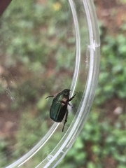 Anomala octiescostata