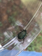 Anomala octiescostata