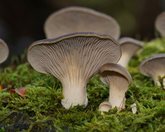 Pleurotus purpureo-olivaceus