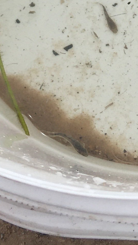 Dwarf sucker catfish (Otocinclus vittatus) — Loricariidae