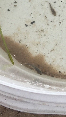 Dwarf sucker catfish (Otocinclus vittatus) — Loricariidae