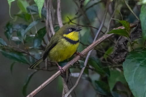 Yellow-throated Apalis