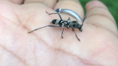 Chlorophorus macaumensis