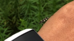 Chlorophorus macaumensis