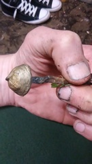 Psilocybe ovoideocystidiata