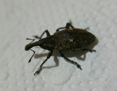 Lepyrus palustris