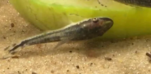 Dwergzuigmeerval (Otocinclus vittatus) — Loricariidae — 5