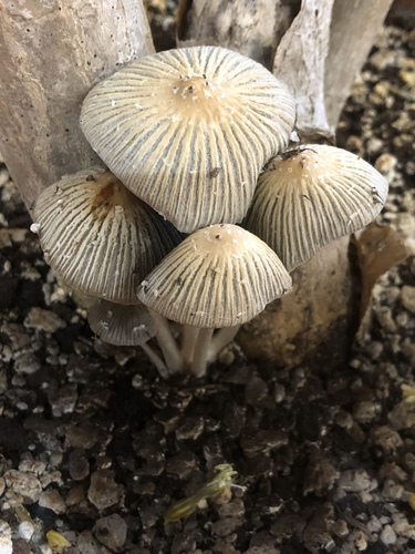 Hausknechtia leucosticta