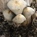 Hausknechtia leucosticta