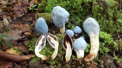 Clavogaster virescens