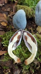Clavogaster virescens