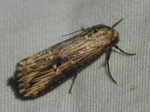Verbena Moth photo 3