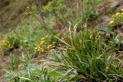 Carex pediformis macroura