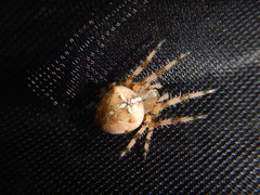 Araneus pallidus