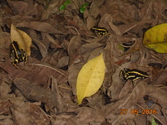 Dendrobates truncatus