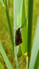 Hagenella clathrata