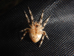 Araneus pallidus