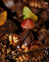 Mycena toyerlaricola