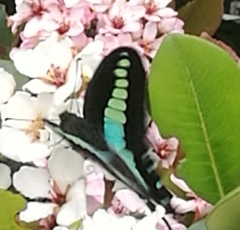 Graphium sarpedon nipponum