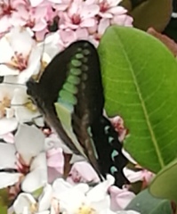 Graphium sarpedon nipponum